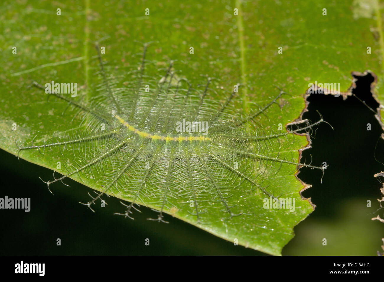COMMON BARON Euthalia aconthea Caterpillar, Anadaman Islands, India