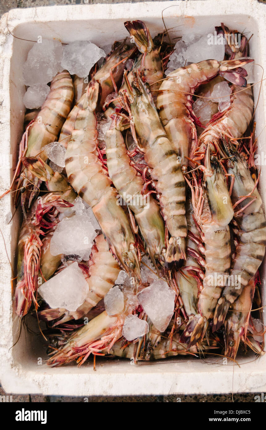 Giant shrimp inside styrofoam cooler at Deira's Fish Market. Dubai