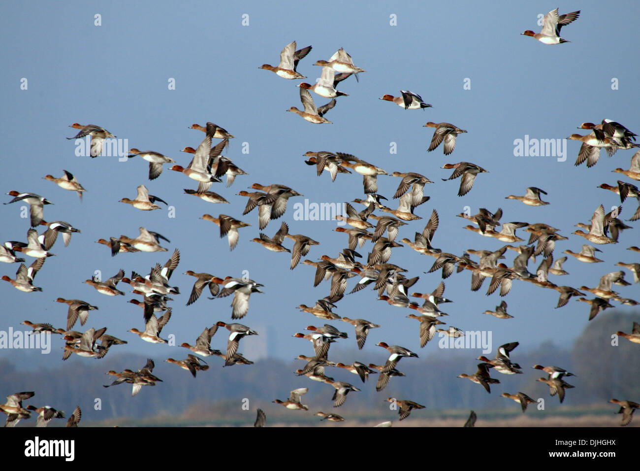 Large Group Of Eurasian Wigeons Mareca Penelope Taking Off Stock