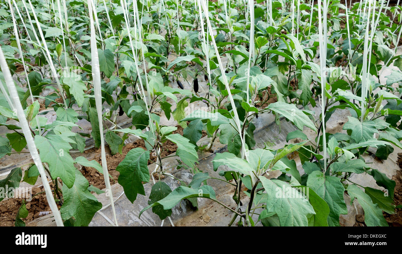 Eggplant growing in greenhouse Stock Photo, Royalty Free Image 63630180 Alamy