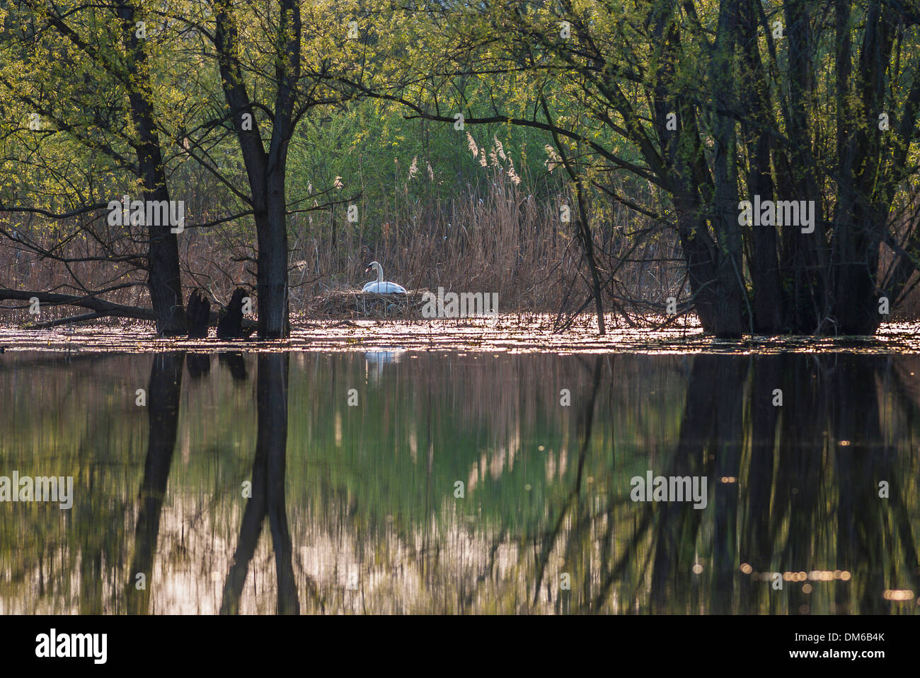 Leissling Hi Res Stock Photography And Images Alamy