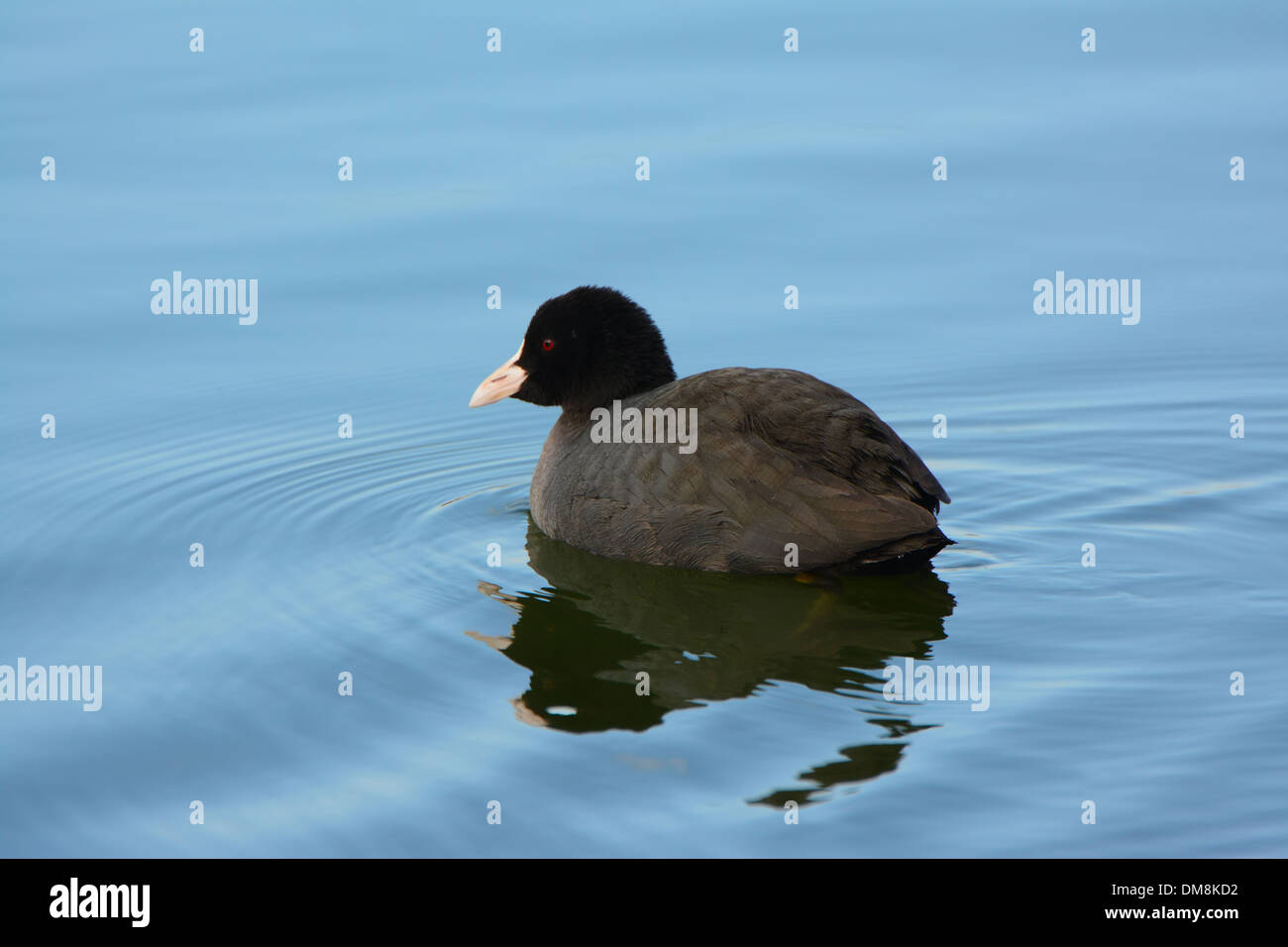 Eurasian Coot Fulica Atra Swim In The Water Stock Photo Alamy