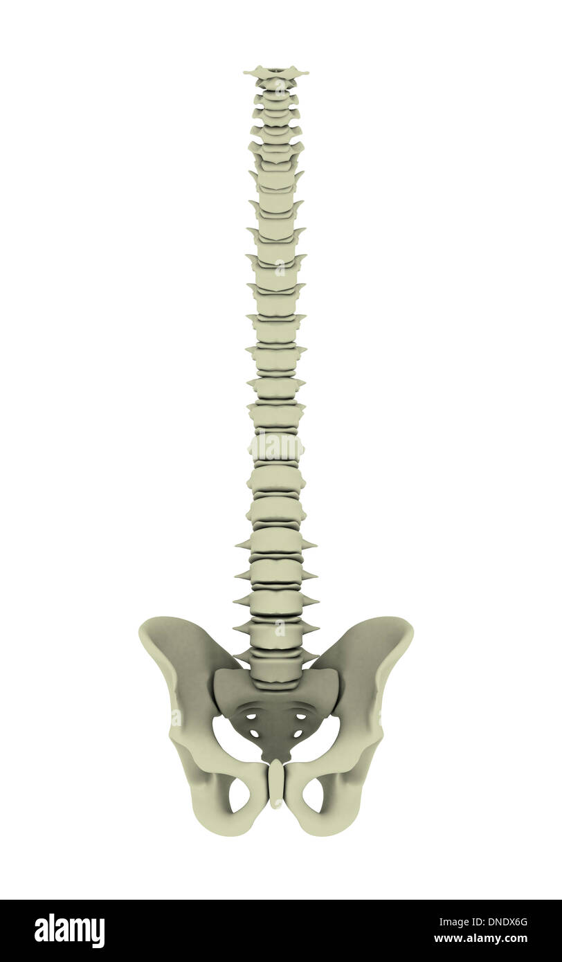 Conceptual image of human backbone Stock Photo, Royalty Free Image