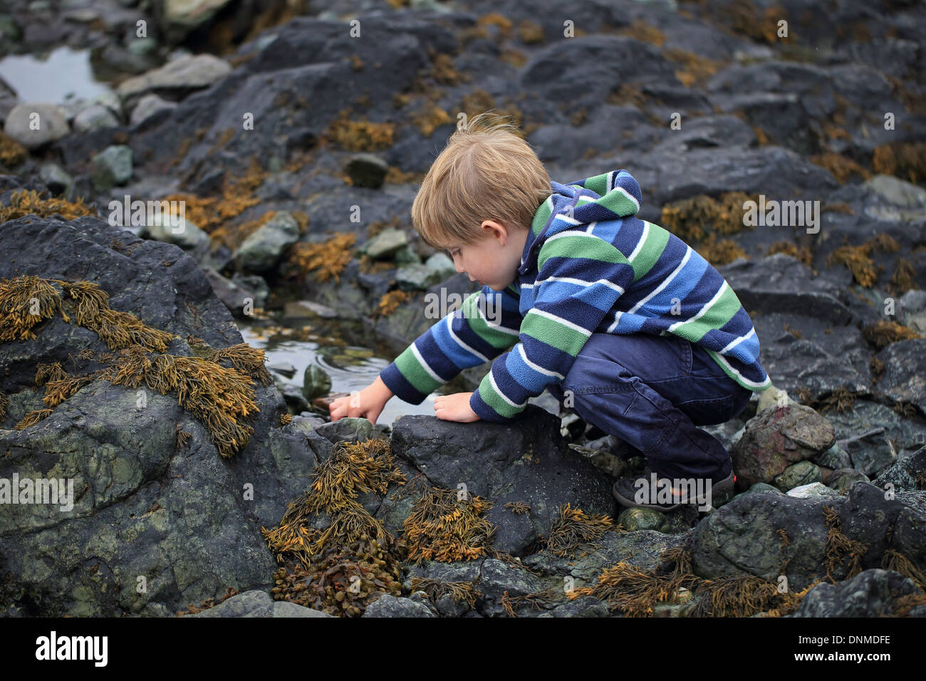 Rockpooling Stock Photo, Royalty Free Image 64988546 Alamy