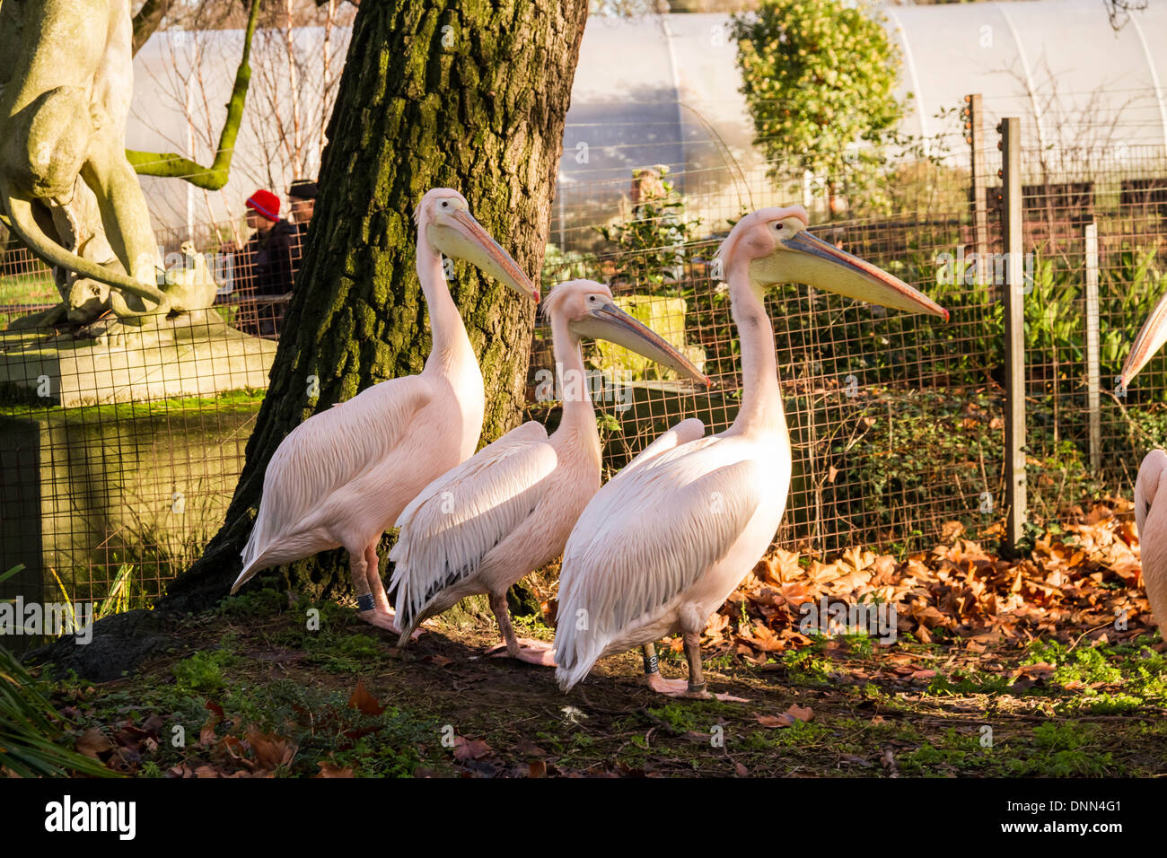 zoological society zoological society