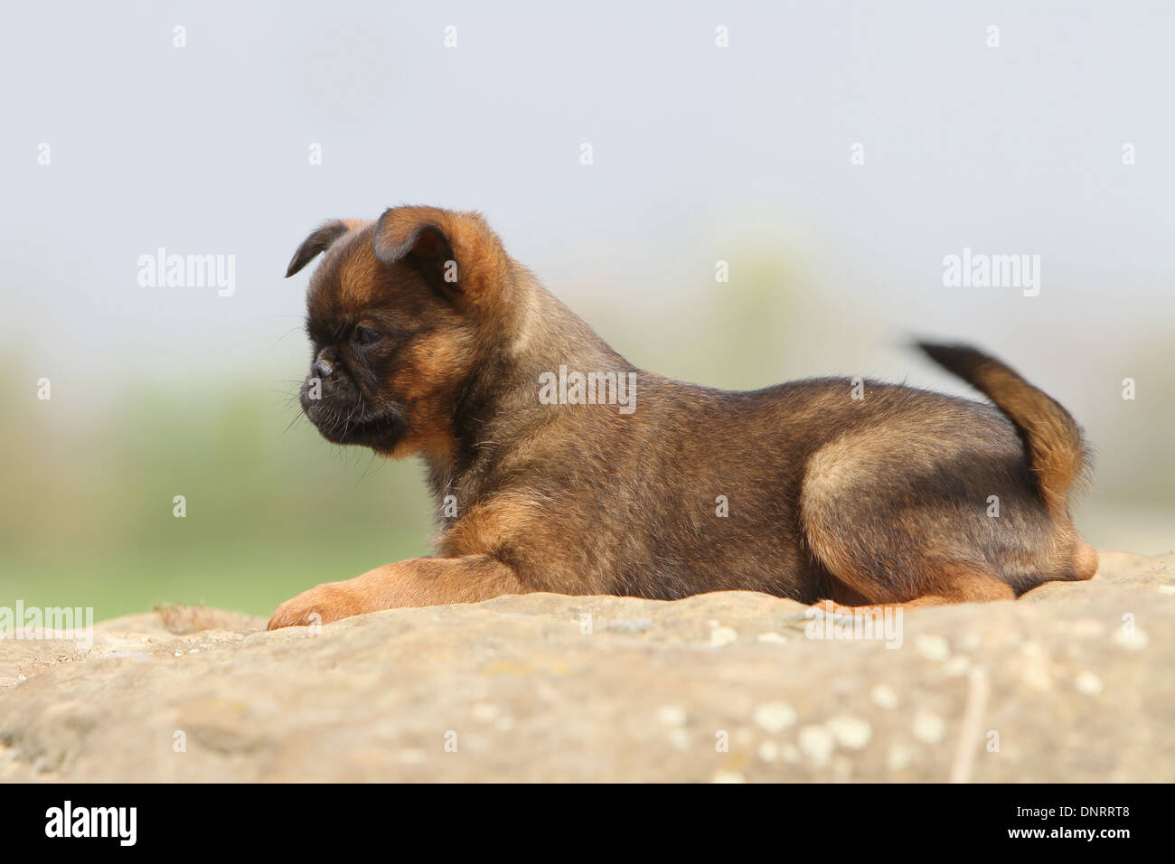 Dog Petit Brabancon / Small Brabant Griffon/ Belgian Puppy Lying On