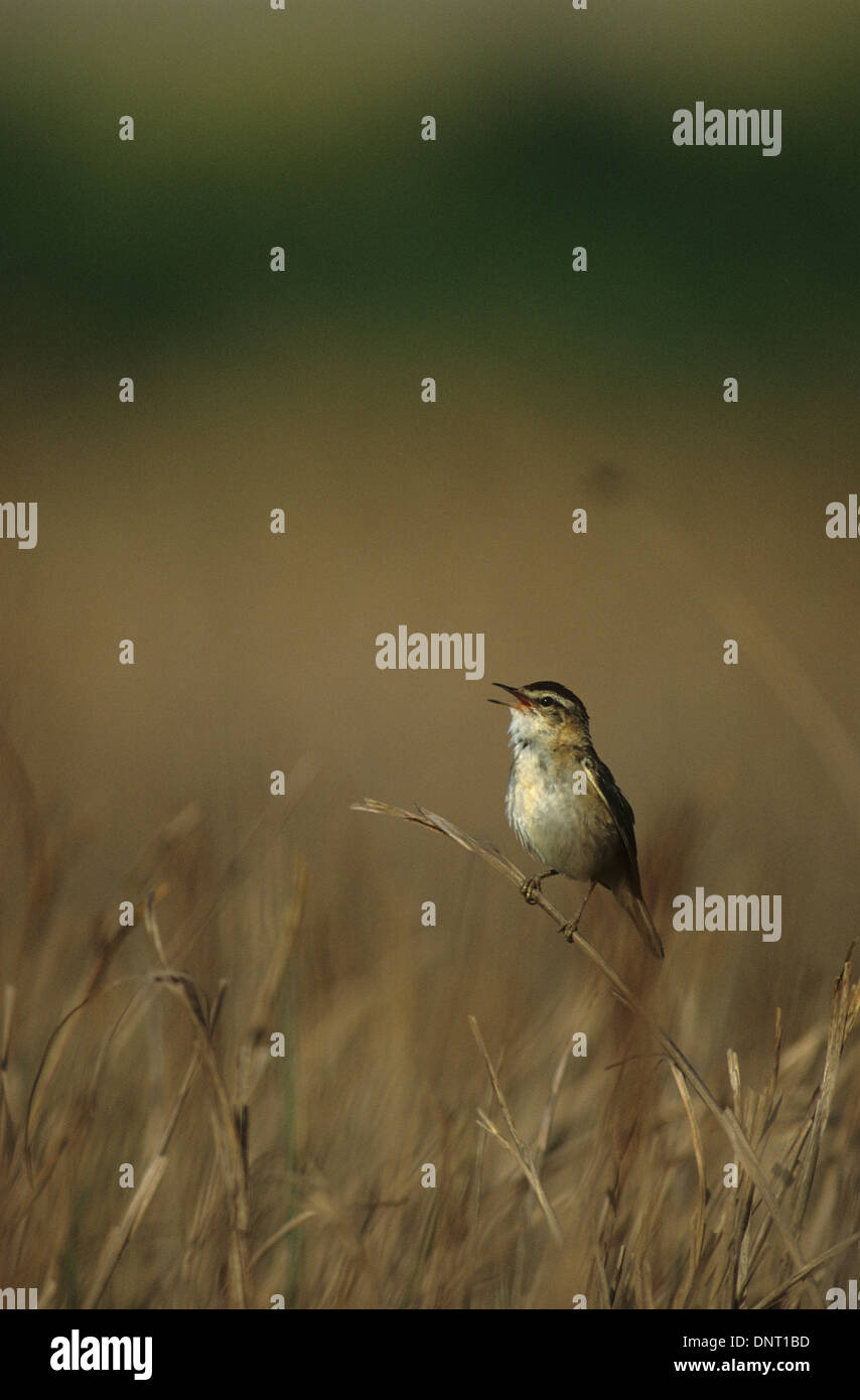 SEDGE WARBLER Acrocephalus Schoenobaenus Adult Male Singing Marshside