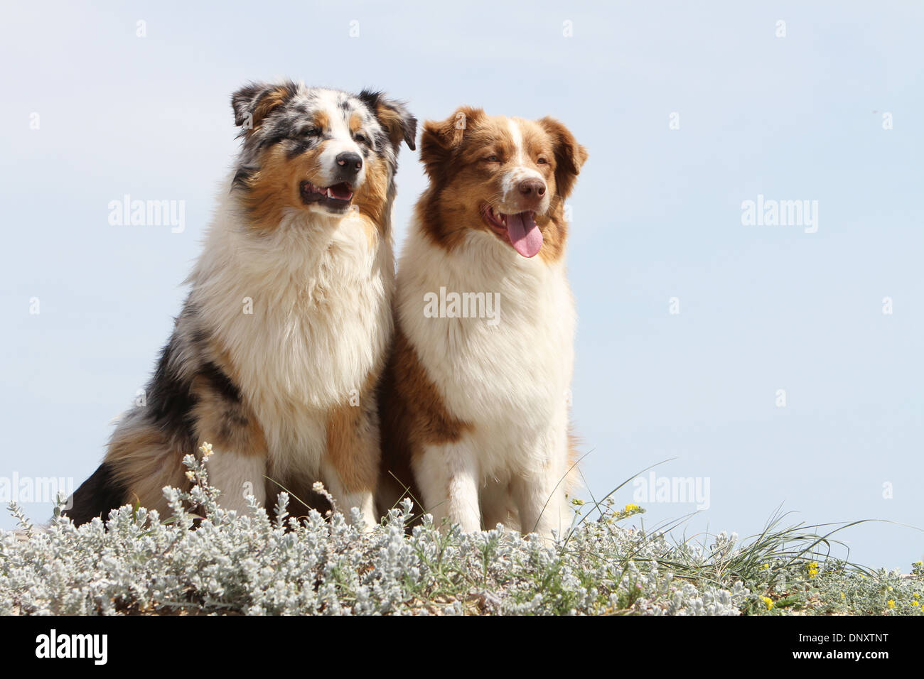 australian shepherd queensland aussie sitting on stock photos u0026 aussie sitting on stock images australian shepherd queensland aussie sitting on stock photos u0026 aussie sitting on stock images