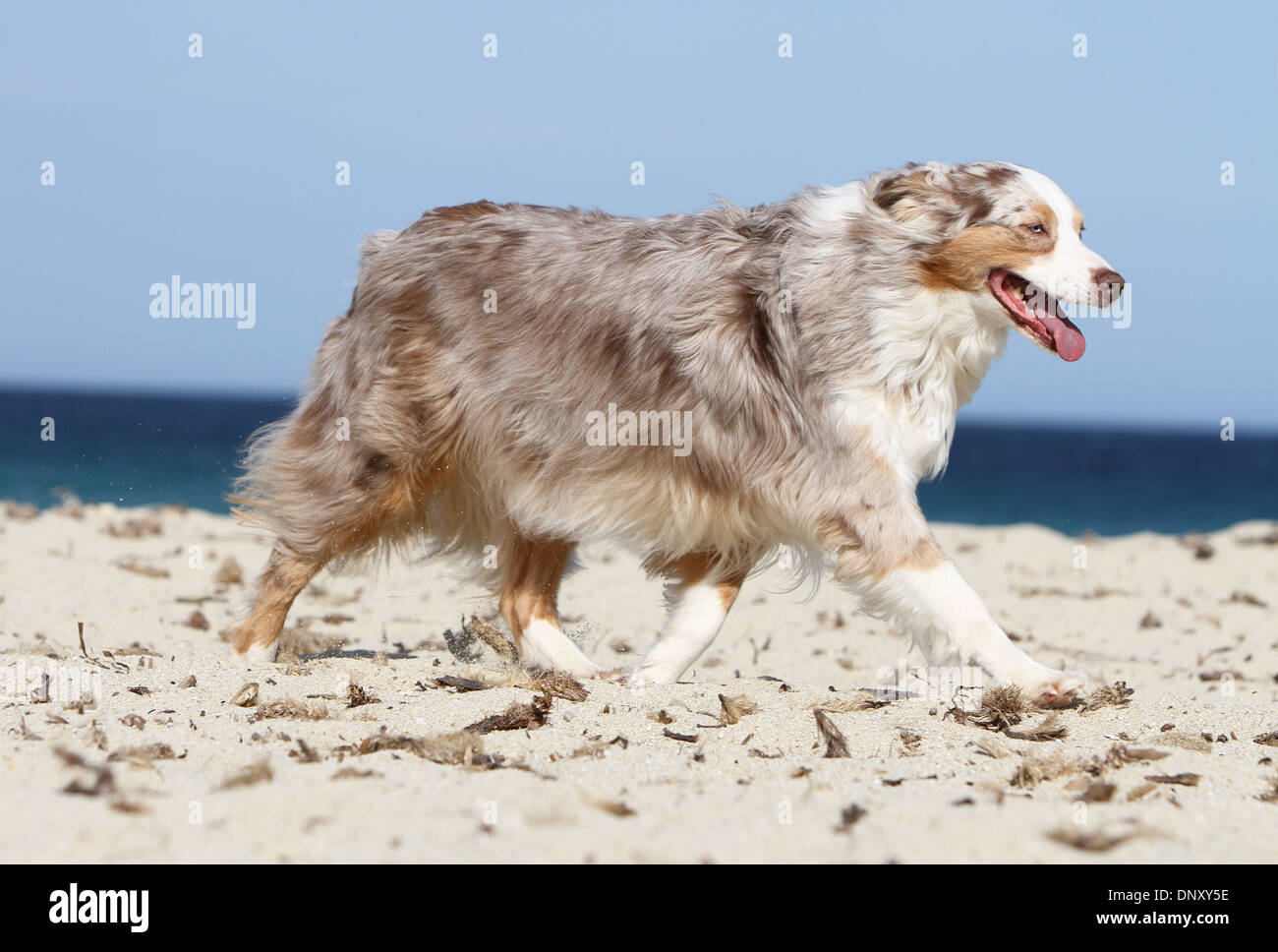 6 month australian shepherd weight australian shepherd dog walking on stock photos u0026 australian 6 month australian shepherd weight australian shepherd dog walking on stock photos u0026 australian