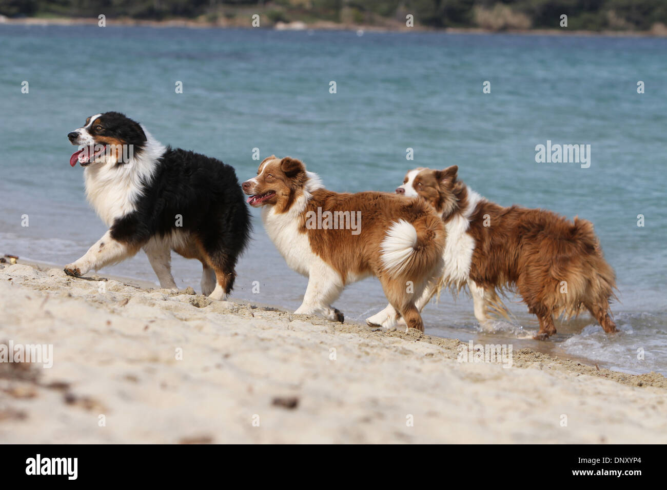 6 month australian shepherd weight australian shepherd dog walking on stock photos u0026 australian 6 month australian shepherd weight australian shepherd dog walking on stock photos u0026 australian