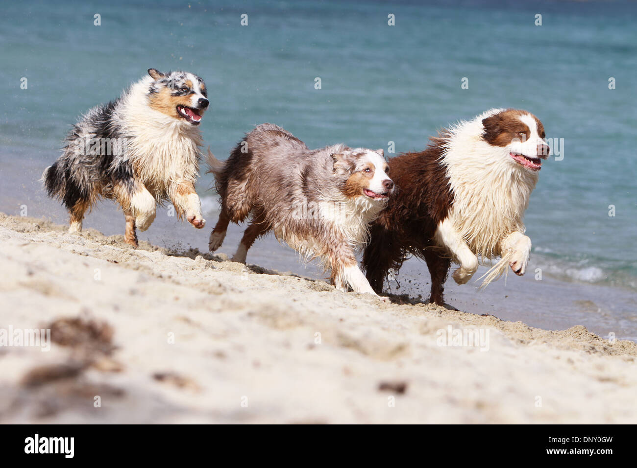 running with australian shepherd puppy dog australian shepherd aussie three stock photos u0026 dog australian running with australian shepherd puppy dog australian shepherd aussie three stock photos u0026 dog australian