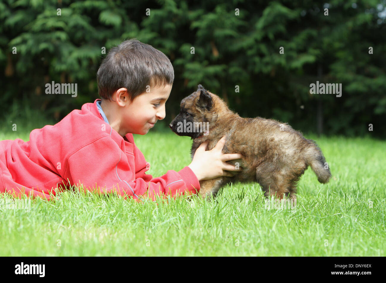 belgian shepherd laekenois rescue dog belgian shepherd laekenois puppy and a boy in a garden stock belgian shepherd laekenois rescue dog belgian shepherd laekenois puppy and a boy in a garden stock