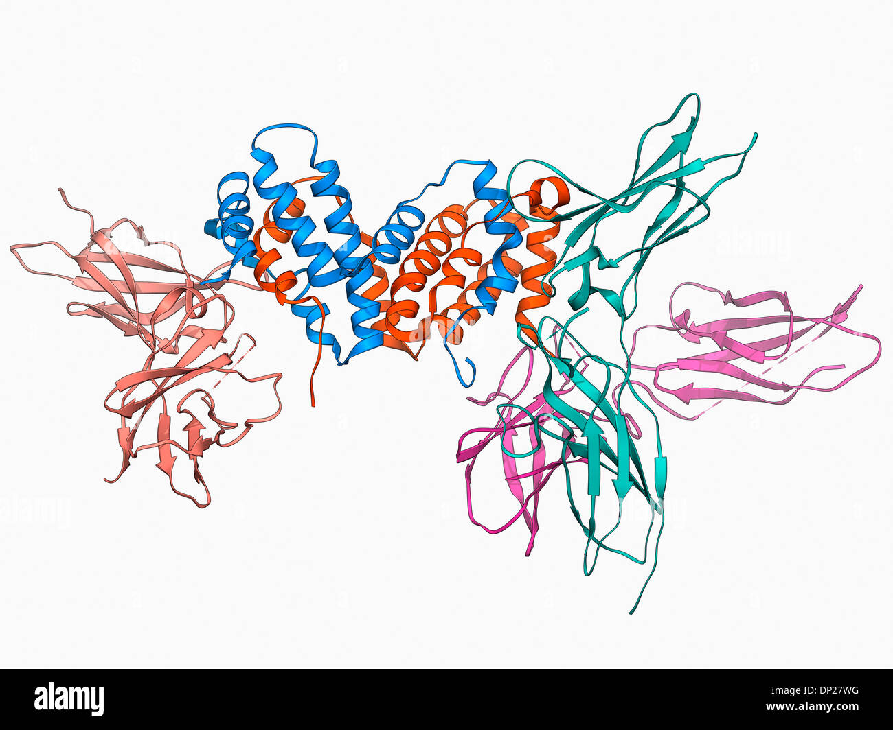 Interferon gamma molecule and receptor Stock Photo, Royalty Free Image