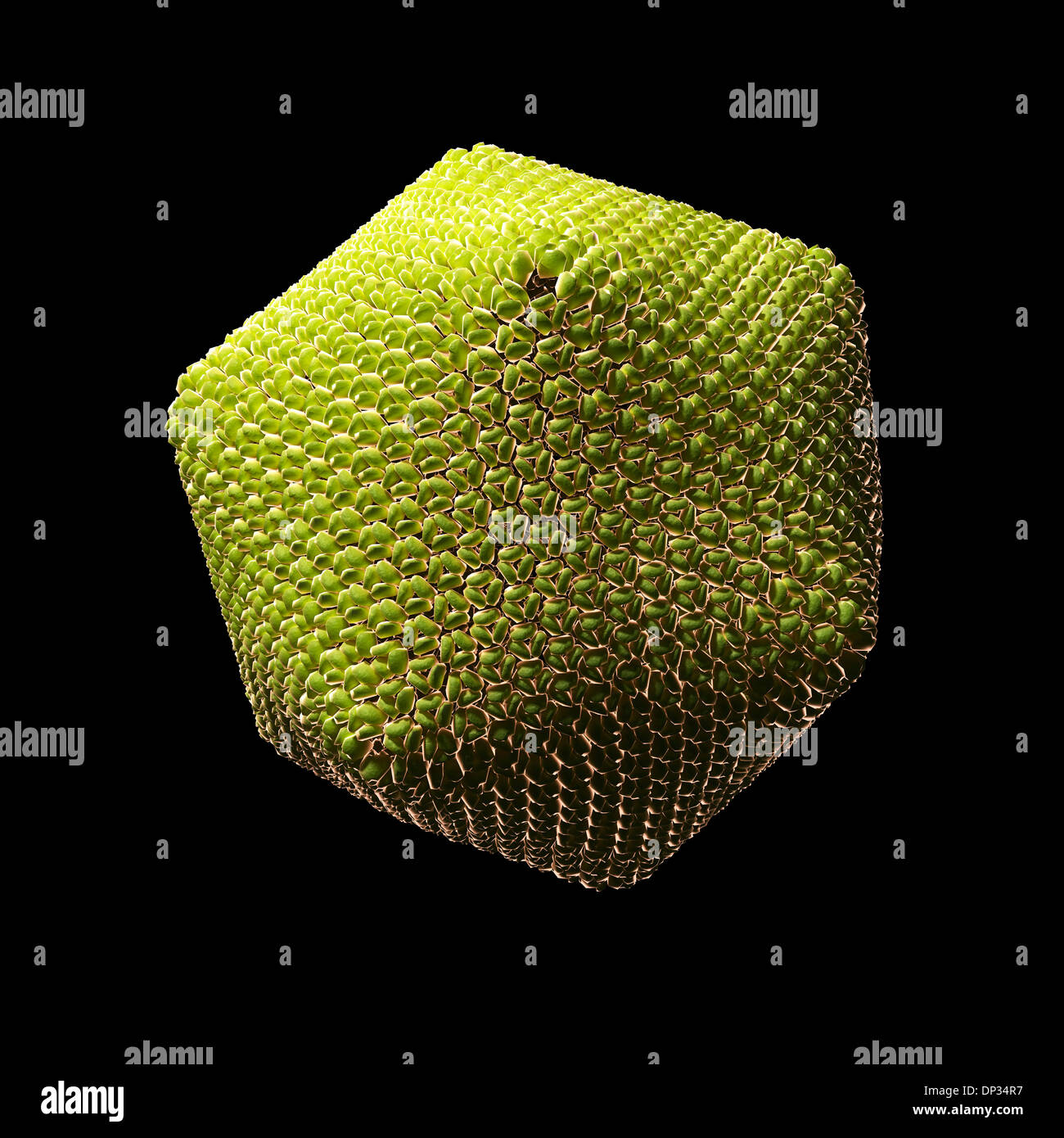 Paramecium bursaria Chlorella virus 1 Stock Photo, Royalty Free Image