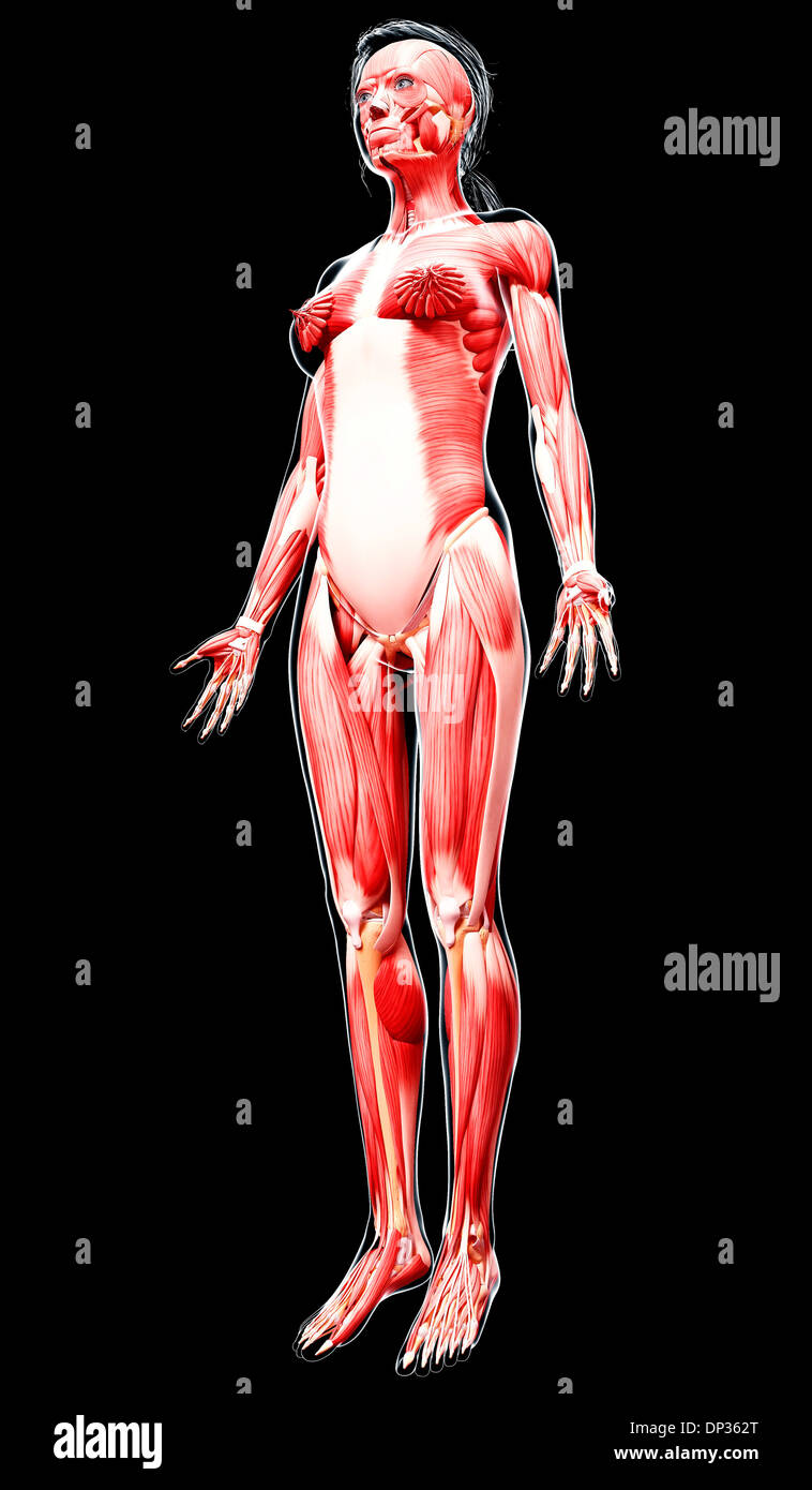 Female Anatomy Artwork Stock Photo Alamy