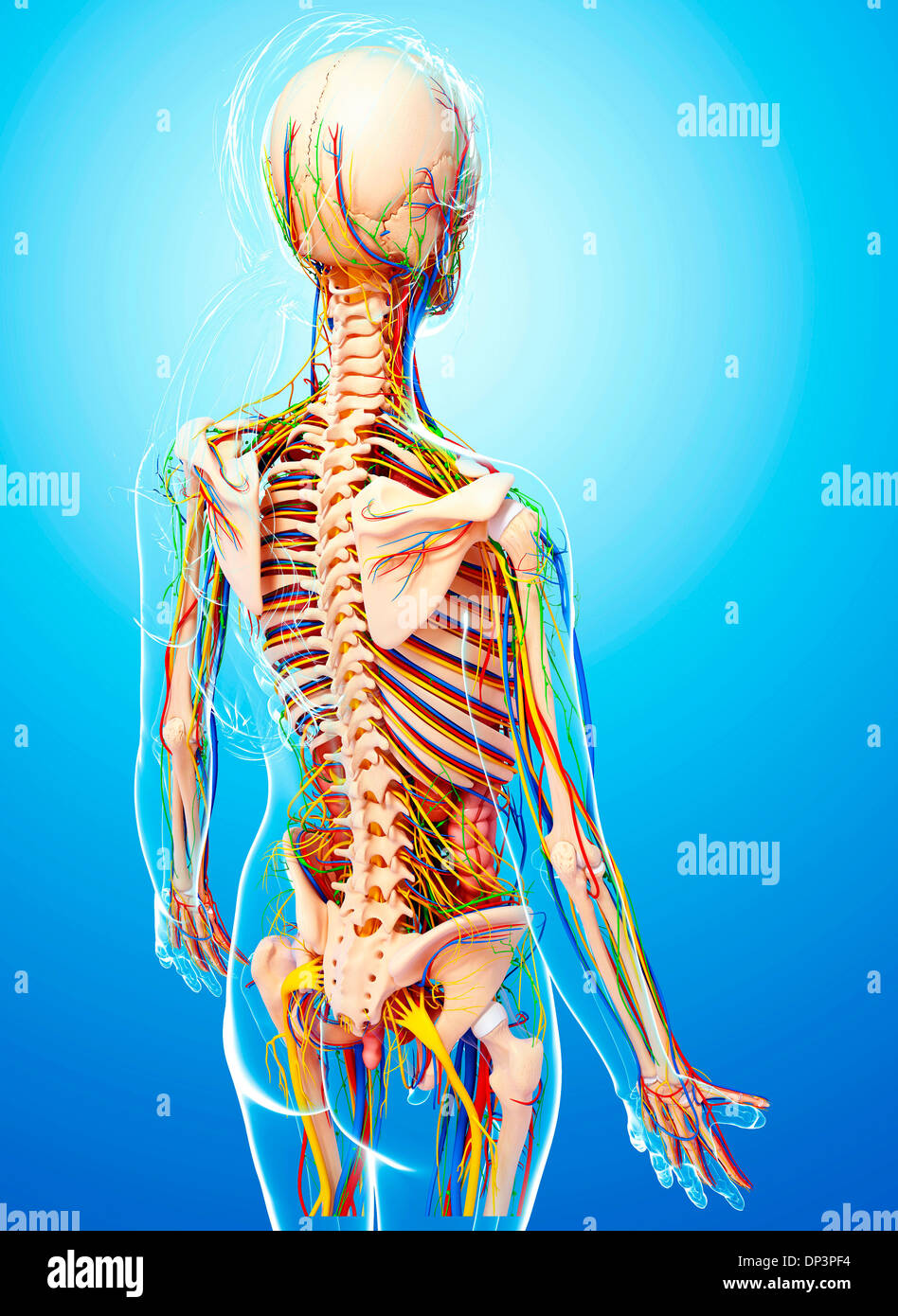 Female Anatomy Artwork Stock Photo Alamy