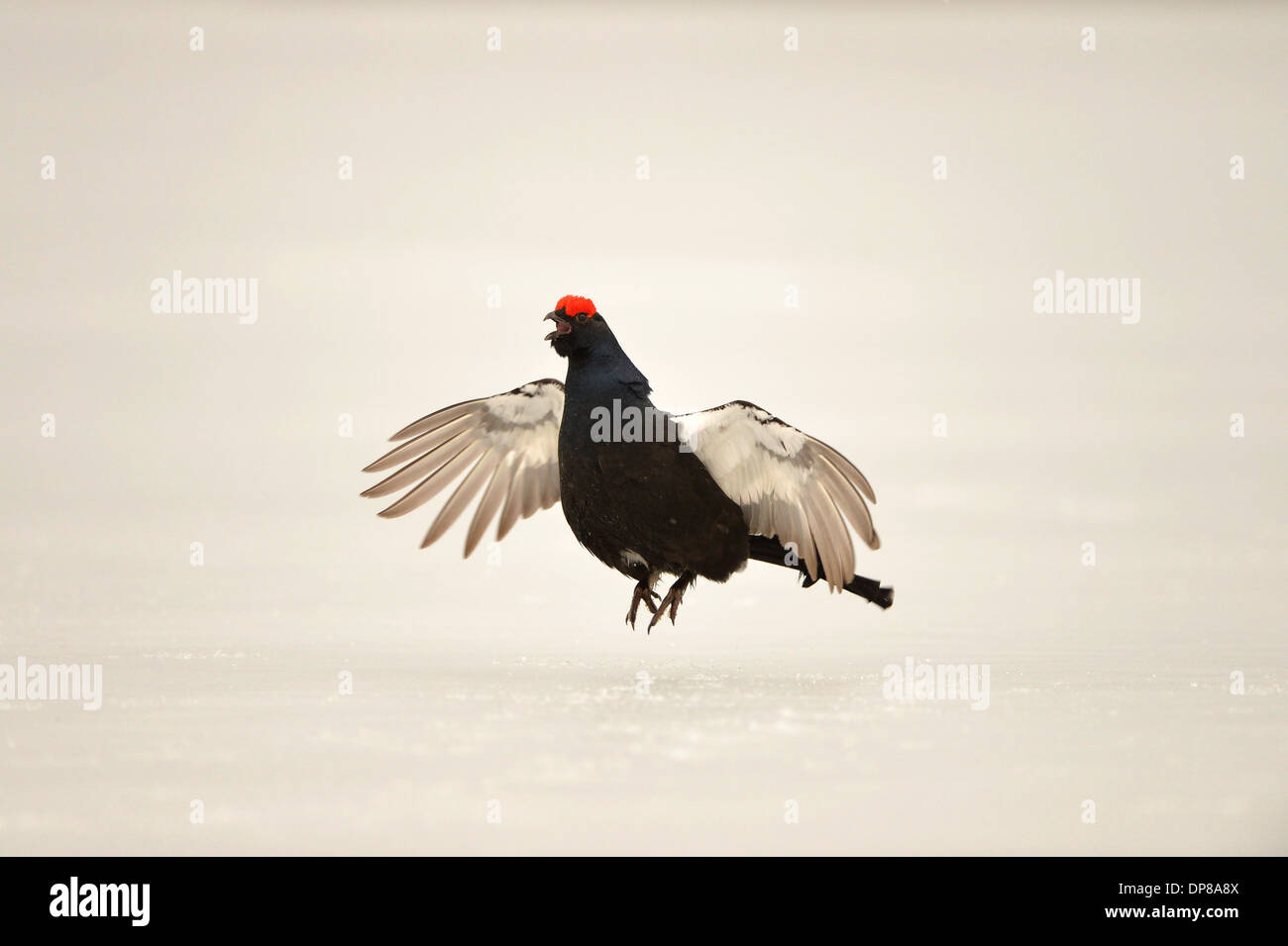 Black Grouse Tetrao Tetrix Adult Male Jumping And Displaying At Lek