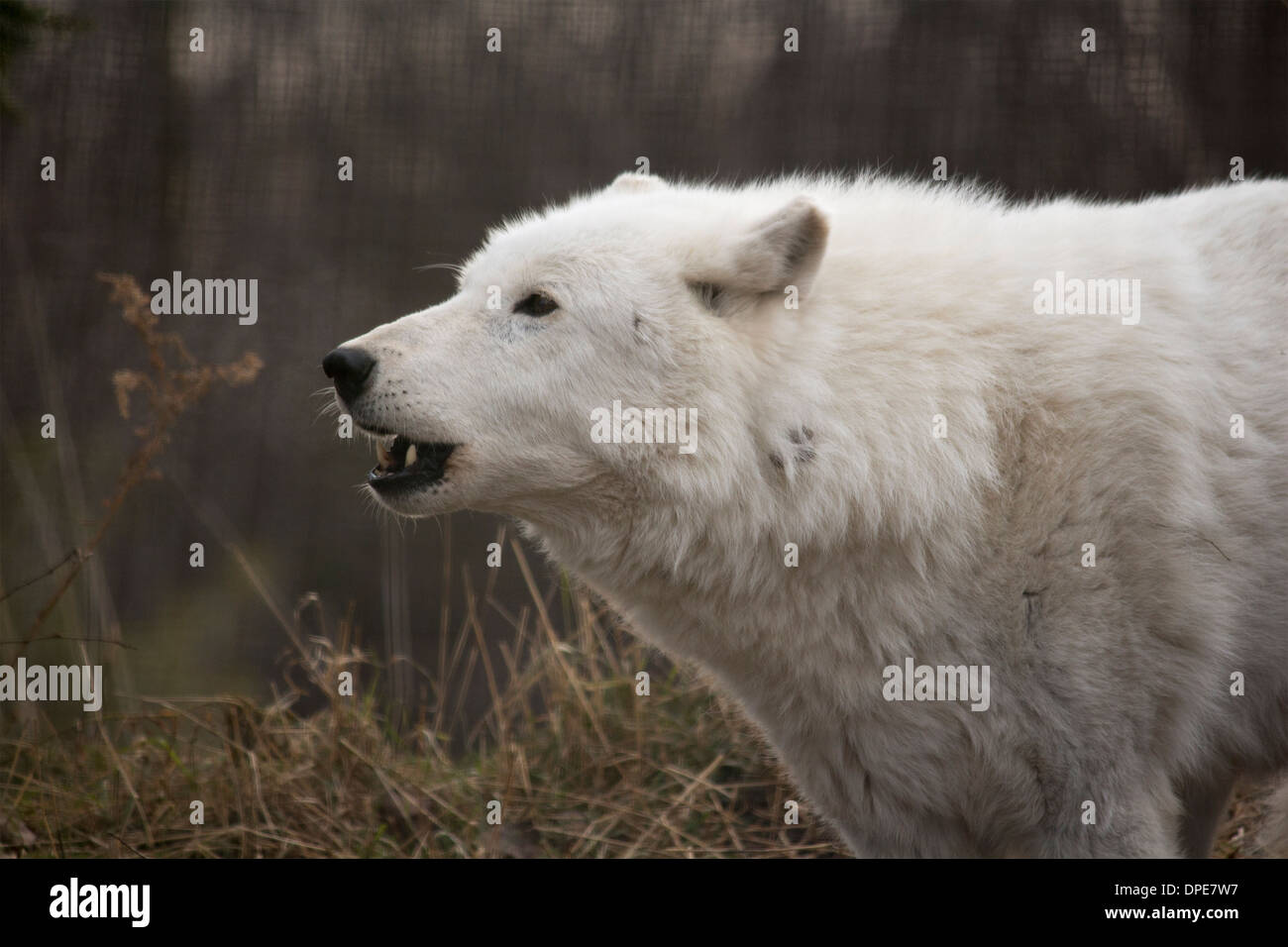 arctic-wolf-canis-lupus-arctos-howling-i