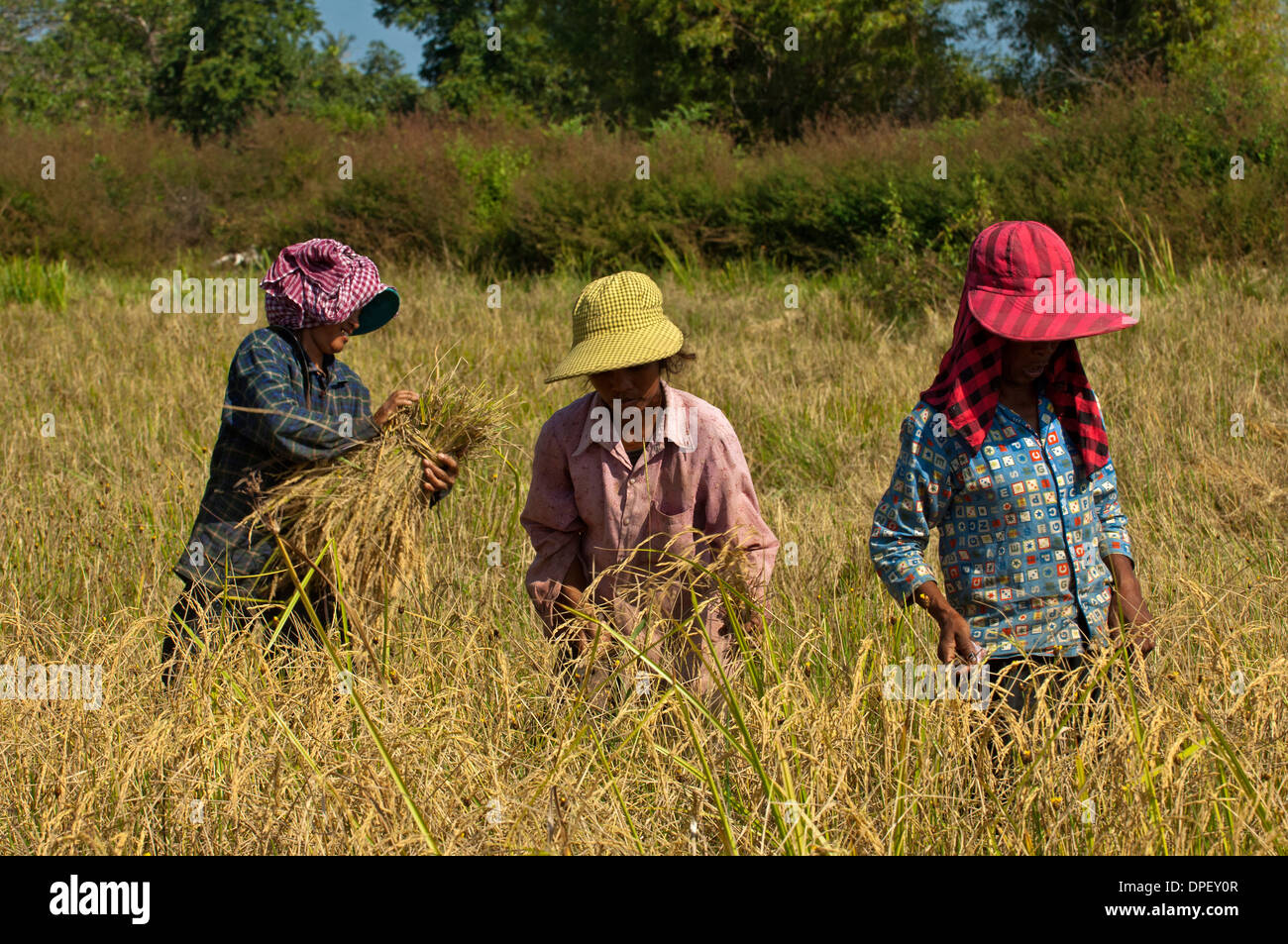 Farm workers harvesting rice, Battambang, Cambodia Stock Photo, Royalty