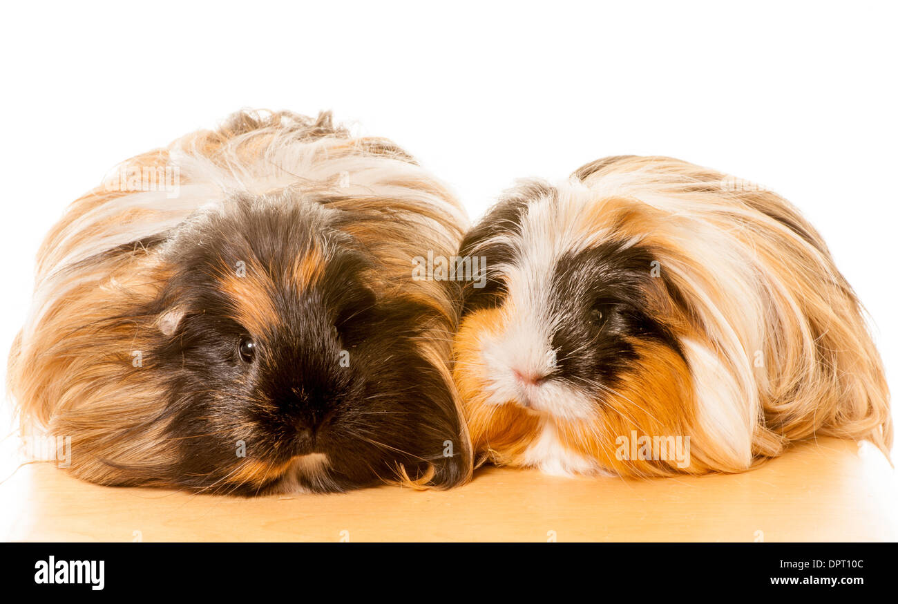 Two Long Haired Guinea Pigs Stock Photo Royalty Free Image