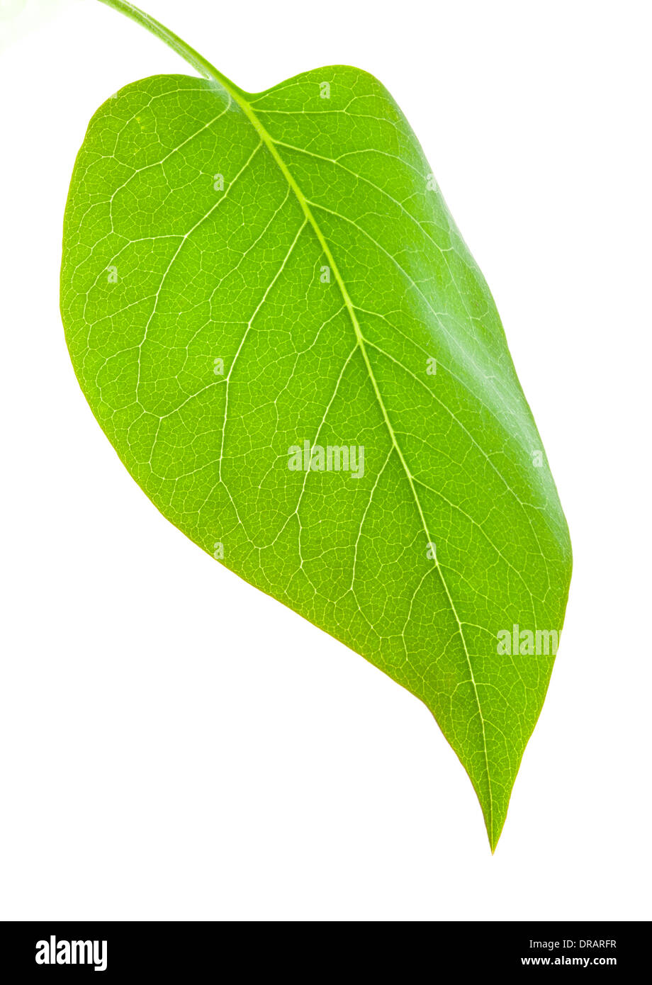 One Green Leaf Isolated On A White Background Stock Photo Alamy