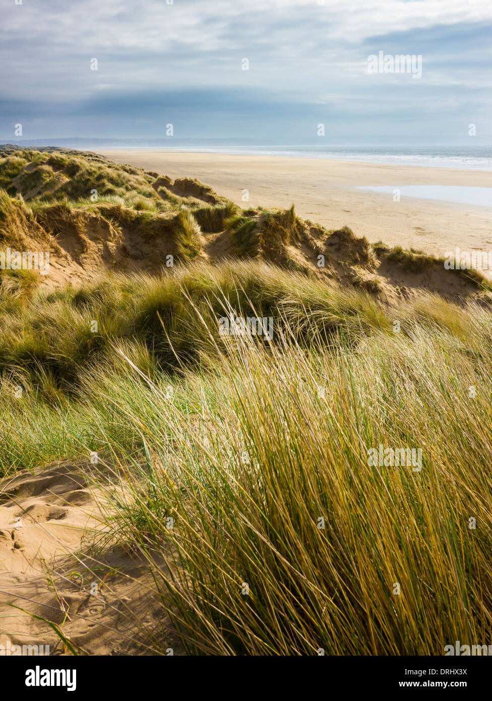 The sand dunes at Braunton Burrows, Braunton, North Devon, England