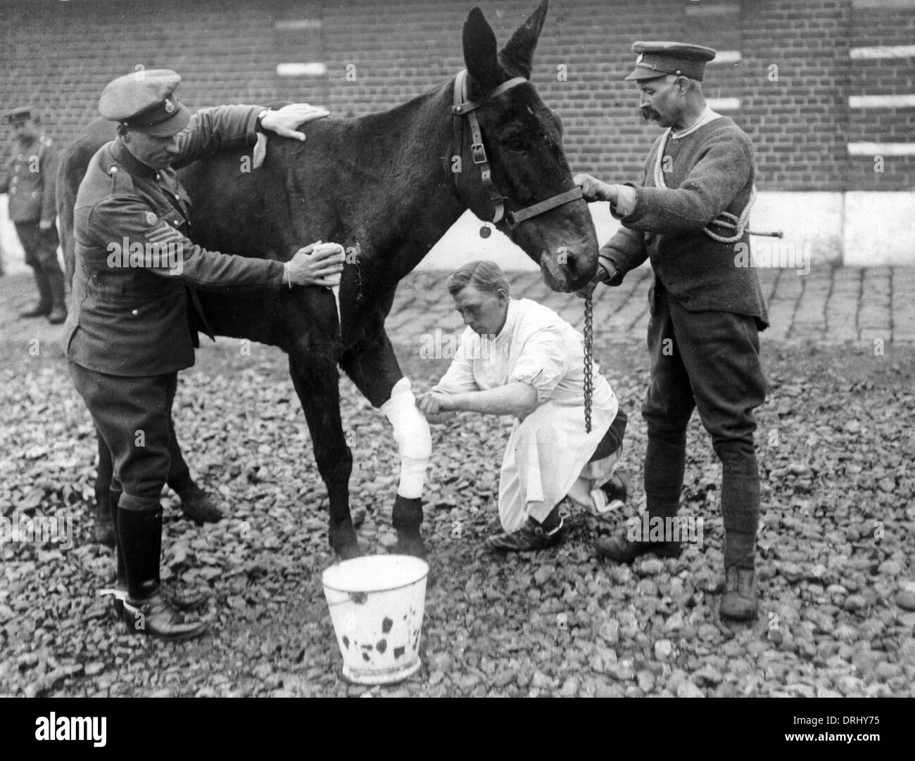 Wounded British horse, Western Front, France, WW1 Stock Photo, Royalty