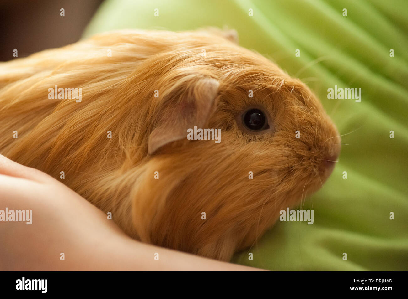 Ginger Long Haired Guinea Pig Sitting On Childs Lap Stock Photo