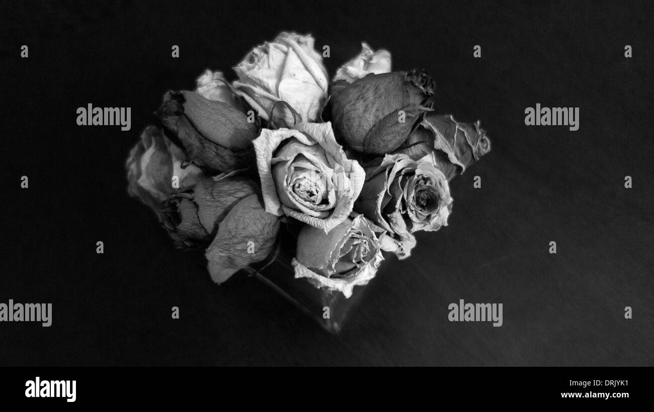 Black and white wilting roses Stockfoto, Lizenzfreies Bild 66185029