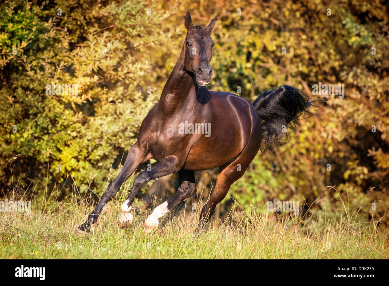Dutch Warmblood Bay mare galloping on a pasture Germany Stockfoto