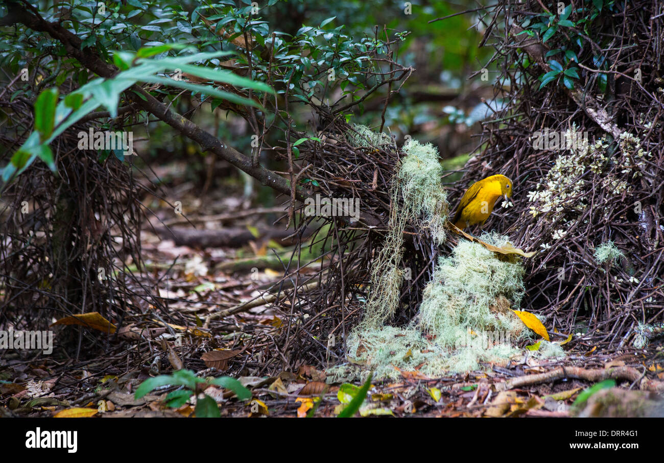 male-golden-bowerbird-prionodura-newtoni