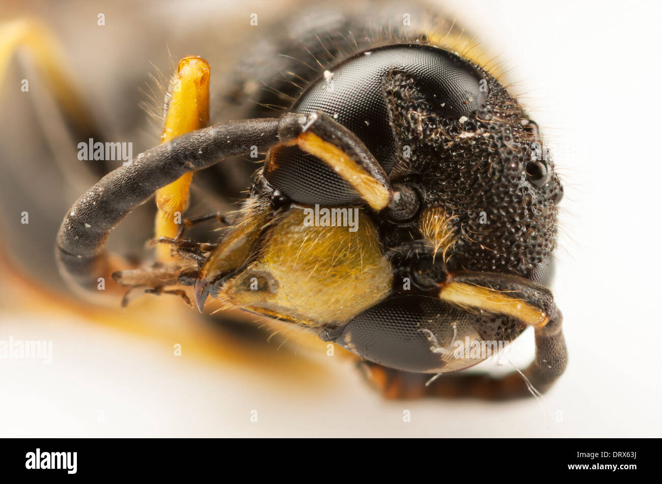 Hornet Bee Hi Res Stock Photography And Images Alamy