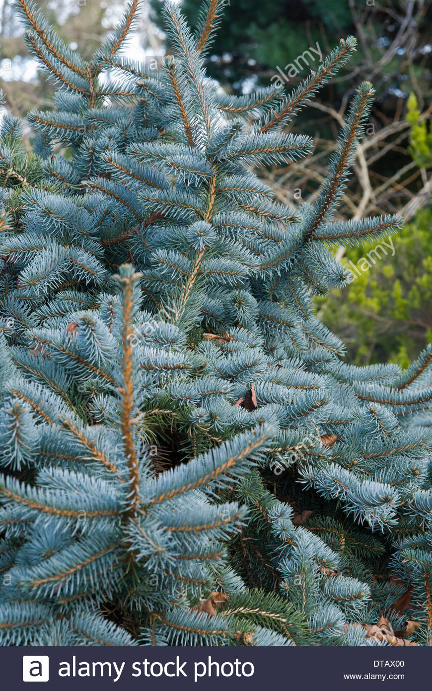 Picea Pungens Pendula Weeping Blue Spruce Picea Pungens Pendula Weeping Blue Spruce