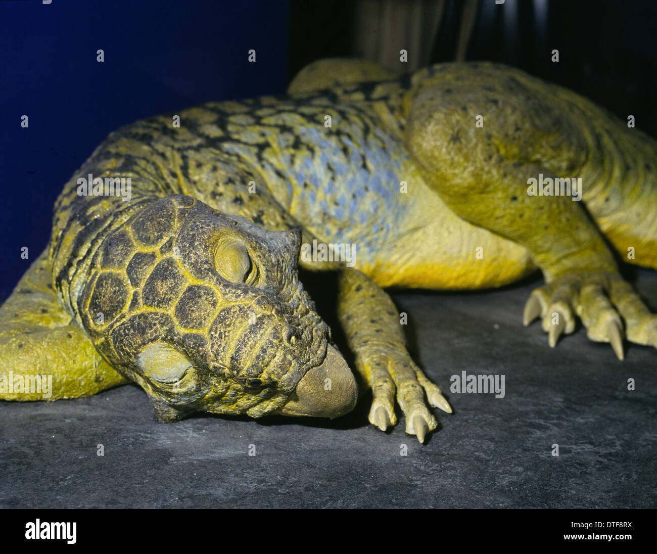 Psittacosaurus Stock Photo, Royalty Free Image 66719070 Alamy
