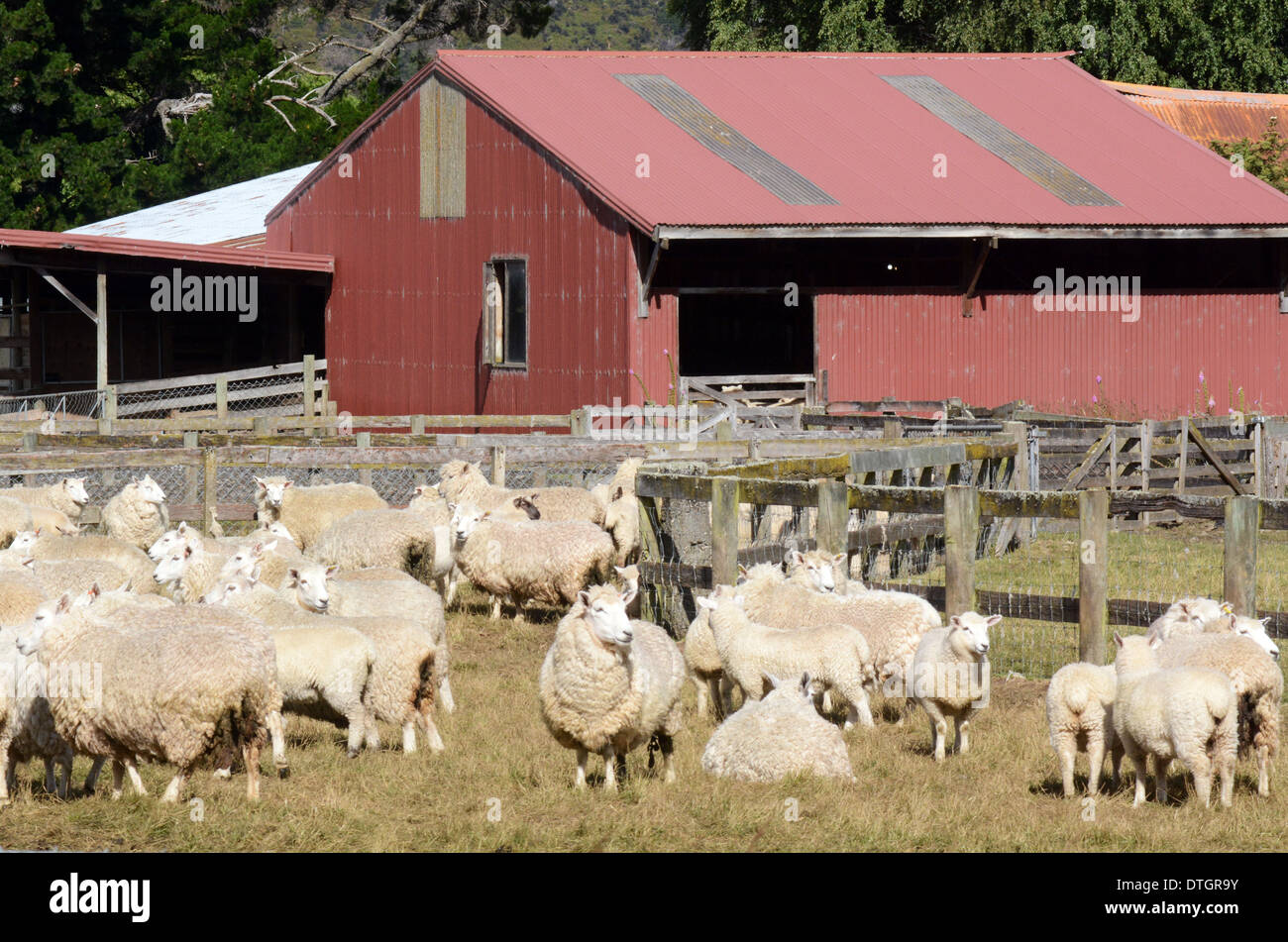 Sheep station in the south island of New Zealand. New Zealand is home