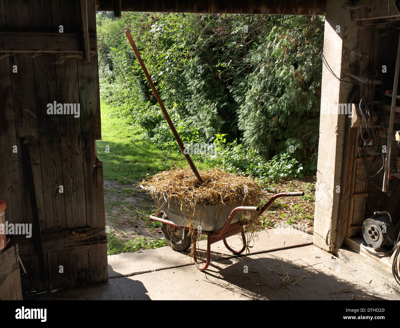 Mucking out the horse stable with a wheelbarrow Stock Photo, Royalty