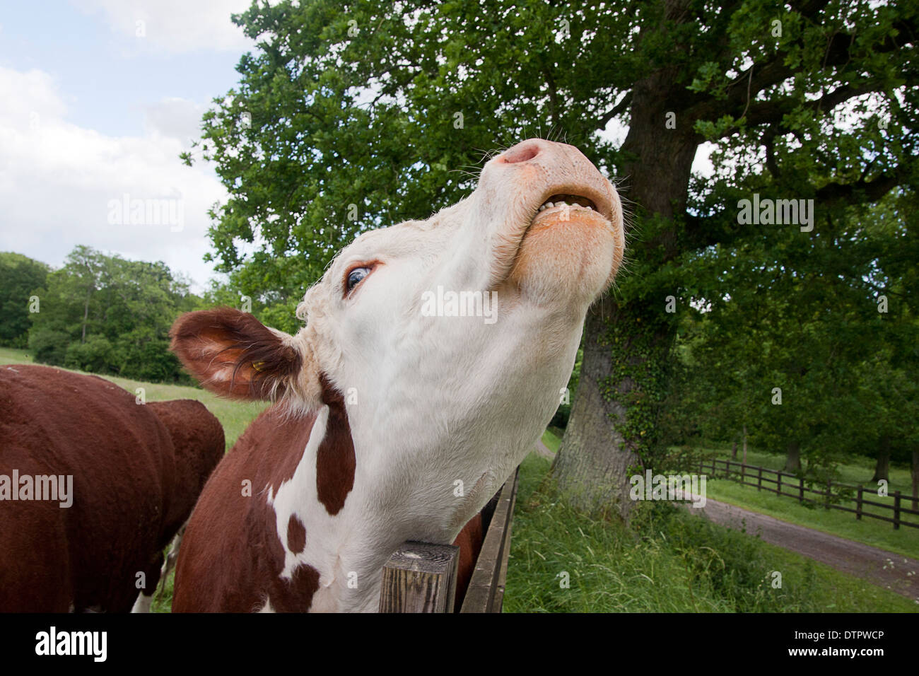 hereford-cow-mooingscratching-head-on-fence-west-sussex-england-DTPWCP.jpg