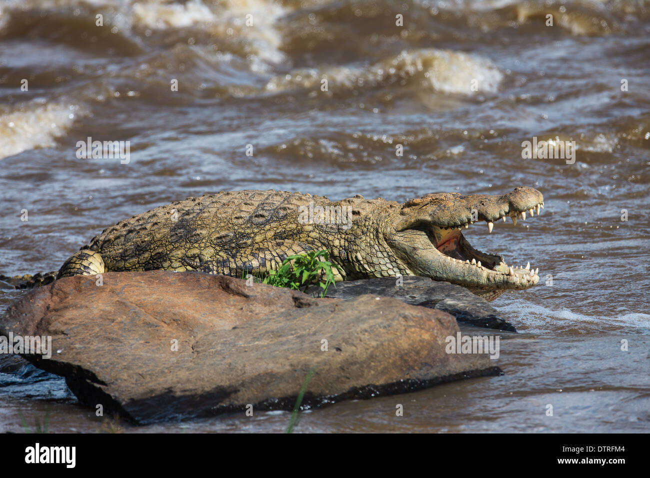 Nile Crocodile In The Mara River Stock Photo Alamy