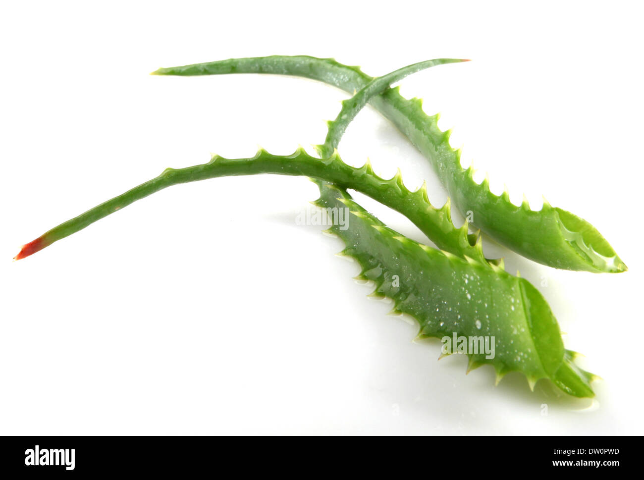 Aloe Vera Plant Isolated On White Stock Photo Alamy