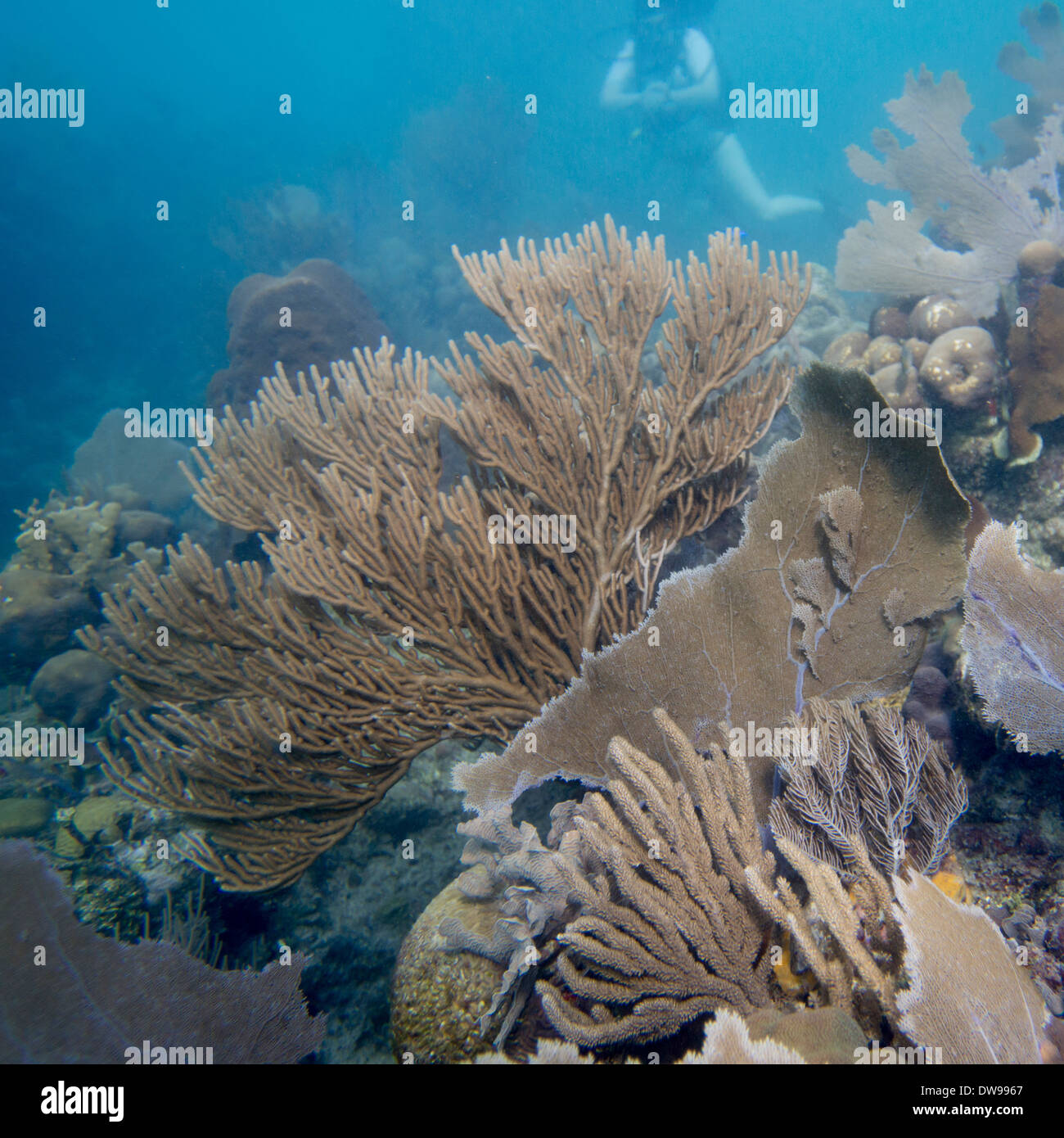 Underwater View Of Coral Wall Utila Bay Islands Honduras Stock Photo