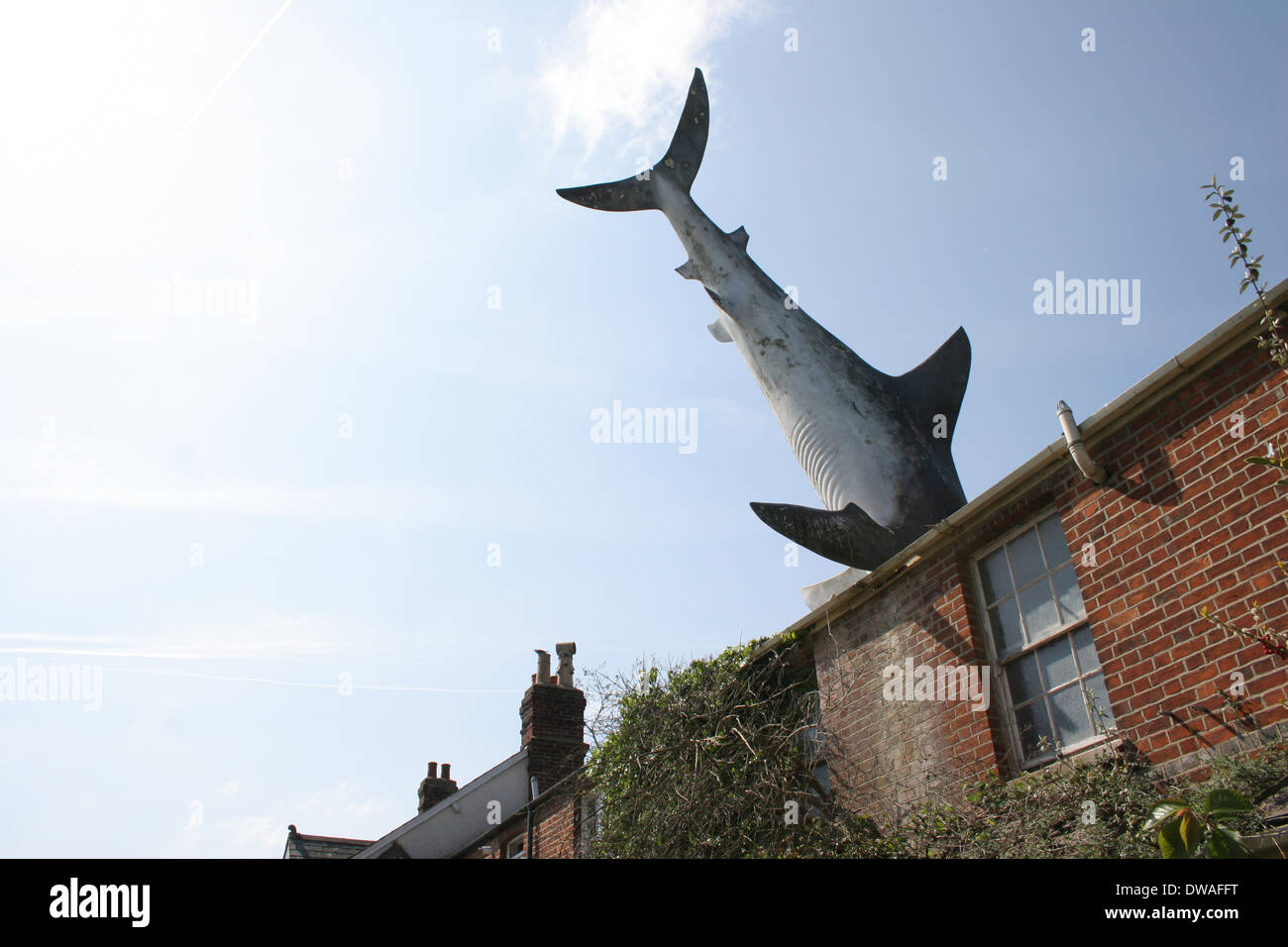 A shark crashed through a roof top in Headington Oxford Stock Photo