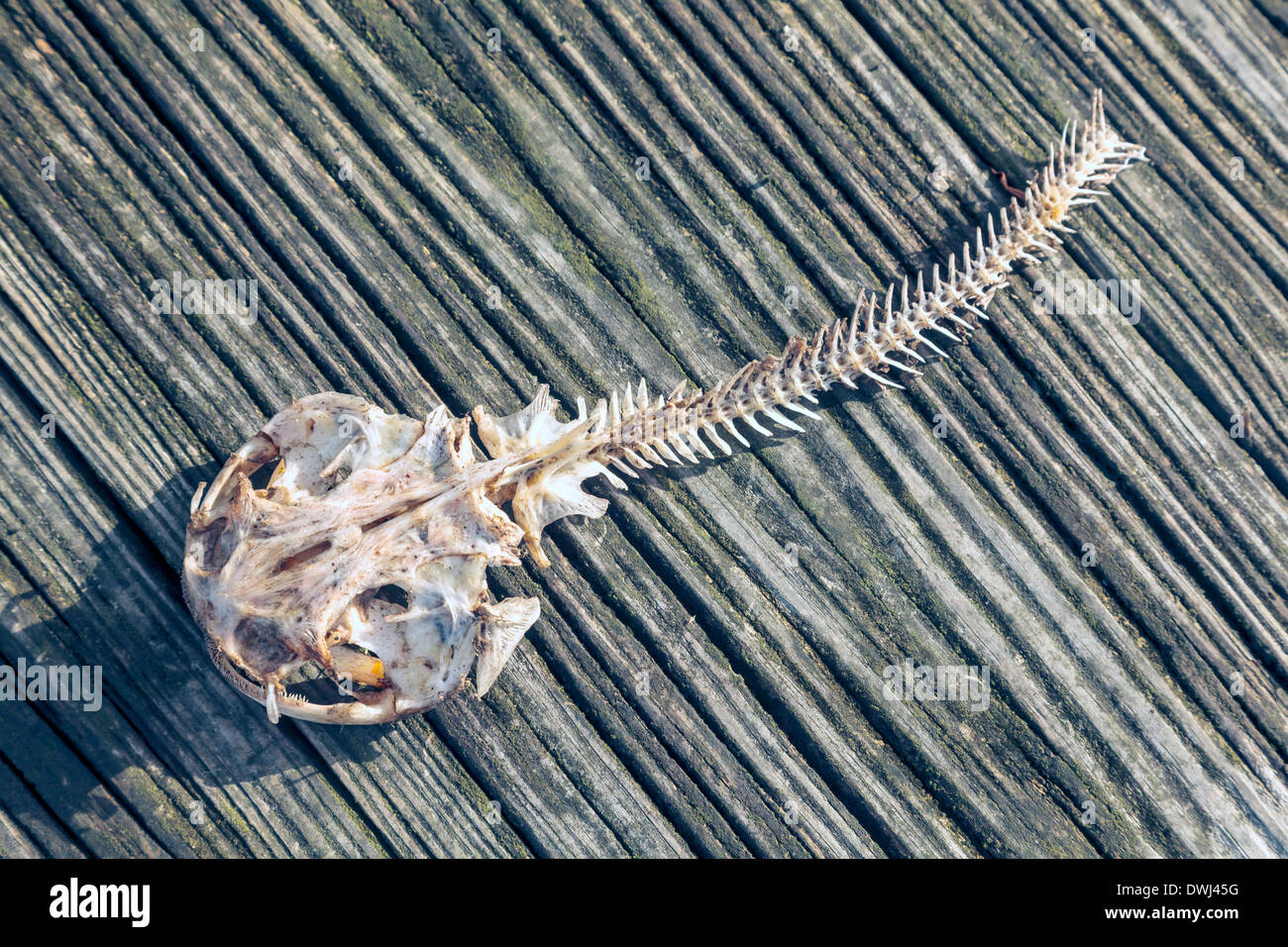 skeleton-of-a-toadfish-batrachoididae-la