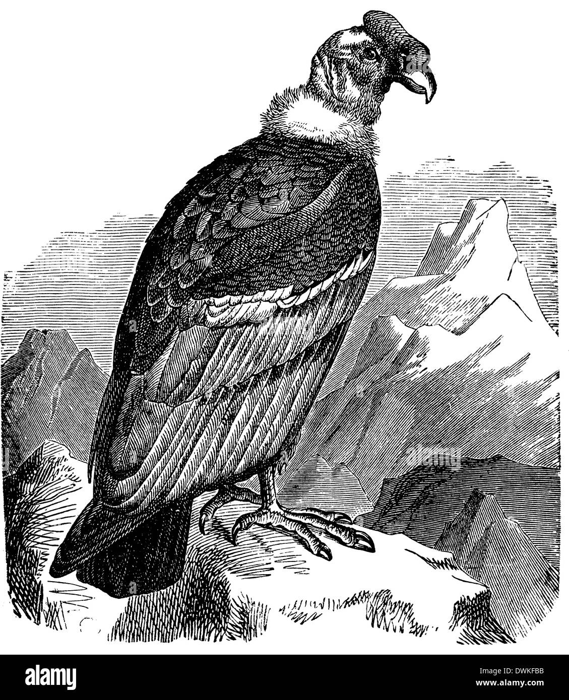 Condor Stock Photo, Royalty Free Image: 67426671 - Alamy