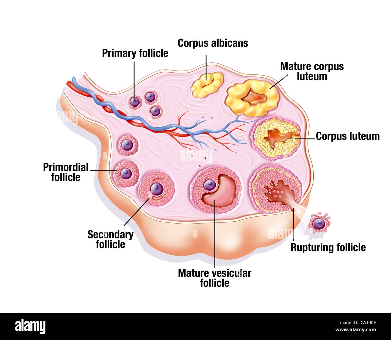 In the mature or graafian follicle of the ovary