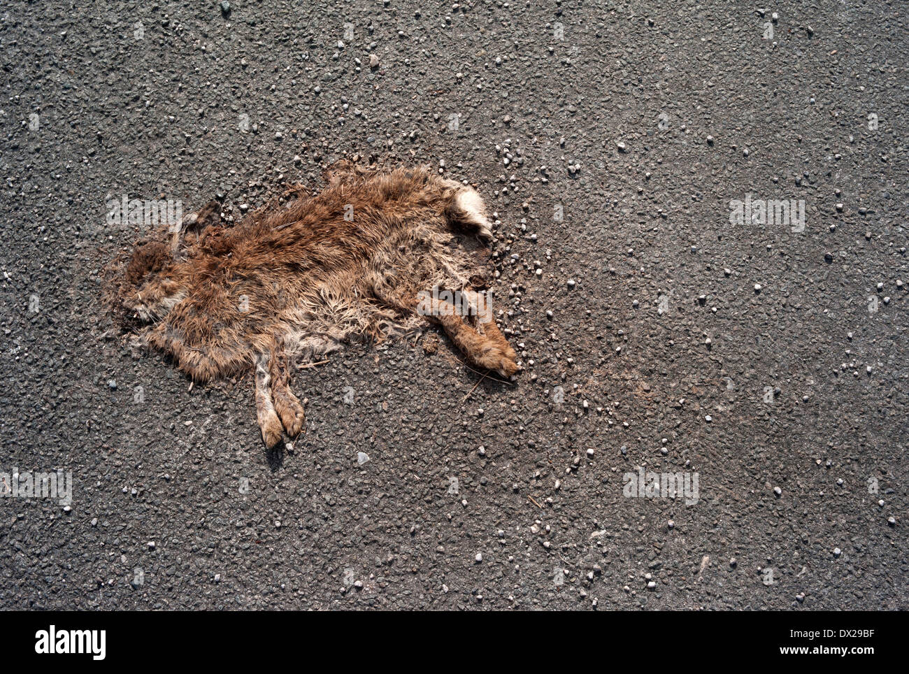 Roadkill rabbit / Flattened rabbit Stock Photo, Royalty Free Image
