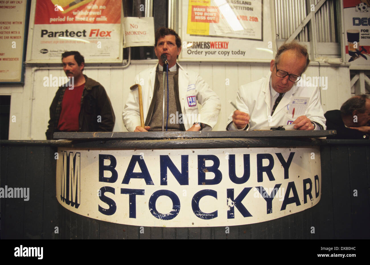 Banbury Stockyard, cattle market, Oxfordshire. England, United Stock