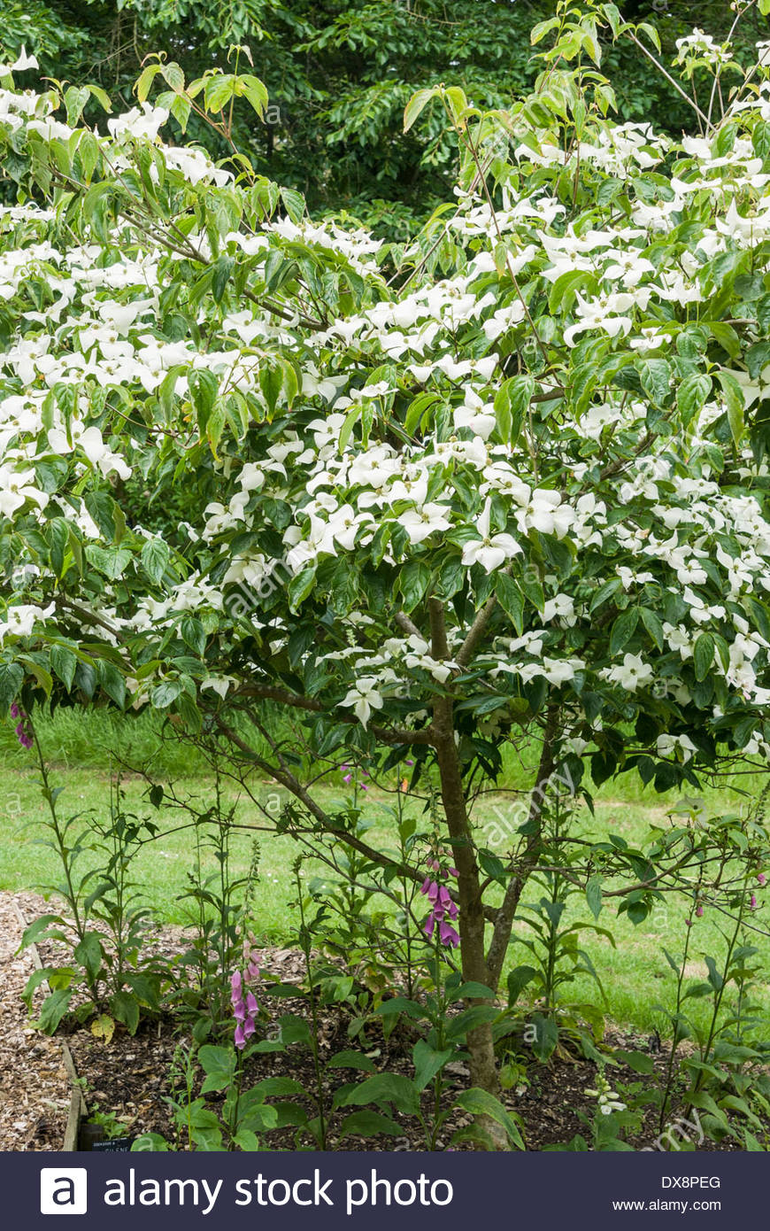 Cornus kousa 'Moonbeam' Stock Photo, Royalty Free Image 67805432 Alamy