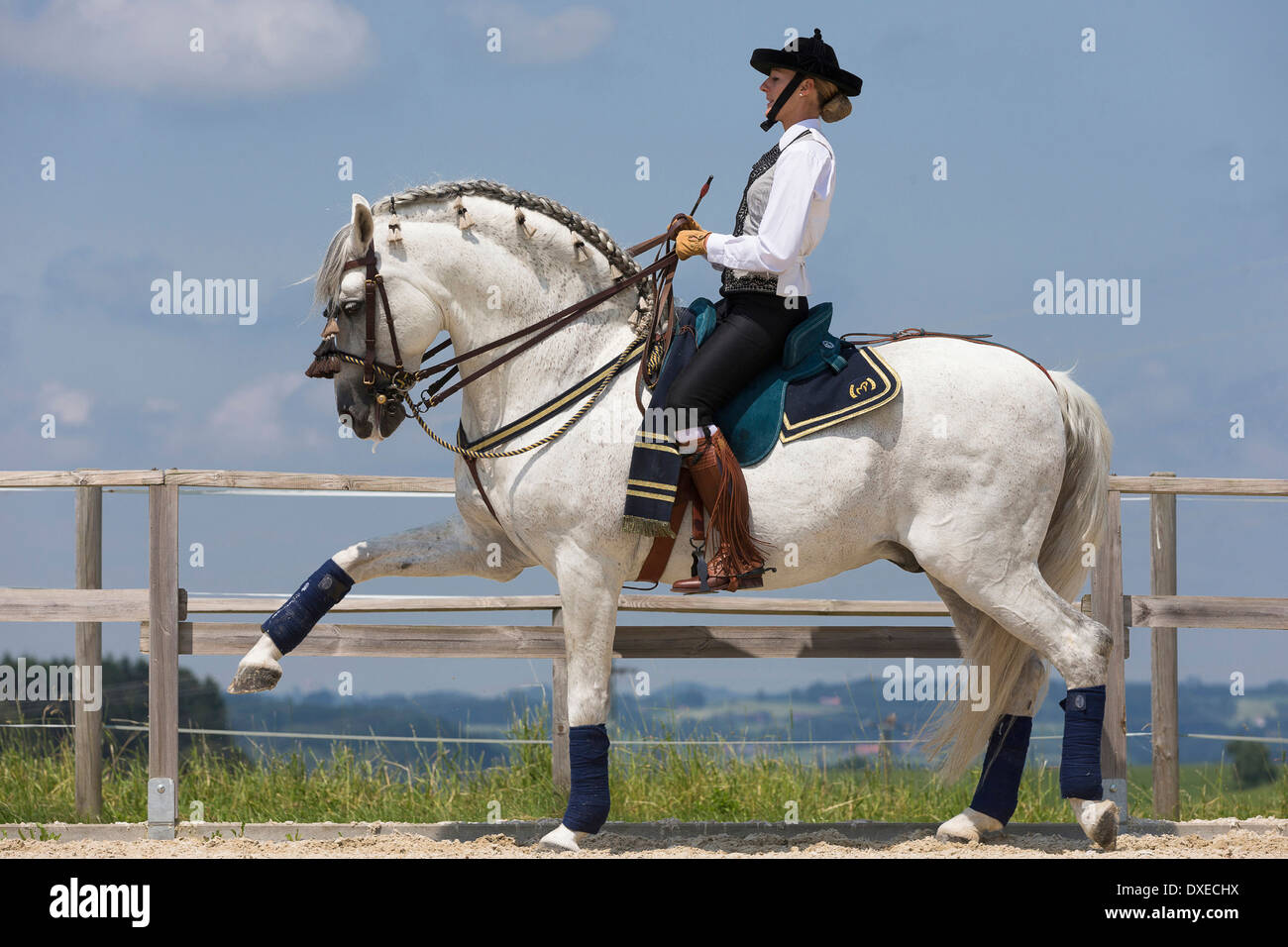 Pure Spanish Horse, Andalusian. Gray stallion with traditional tack