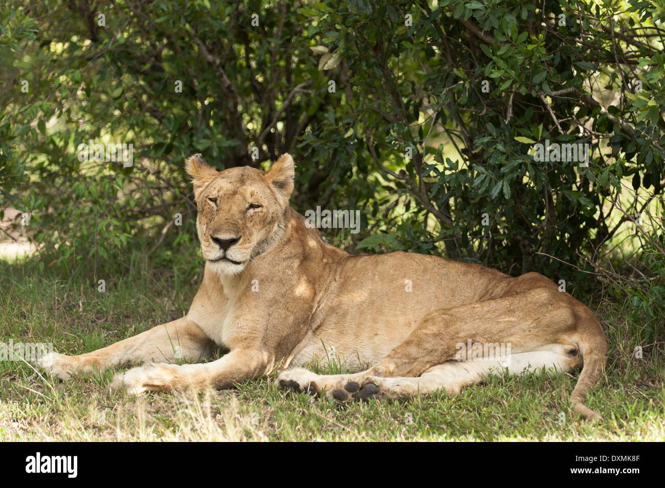 A Lion Lying In The Grass Ein Loewe Liegt Im Gras Male Stock Photo