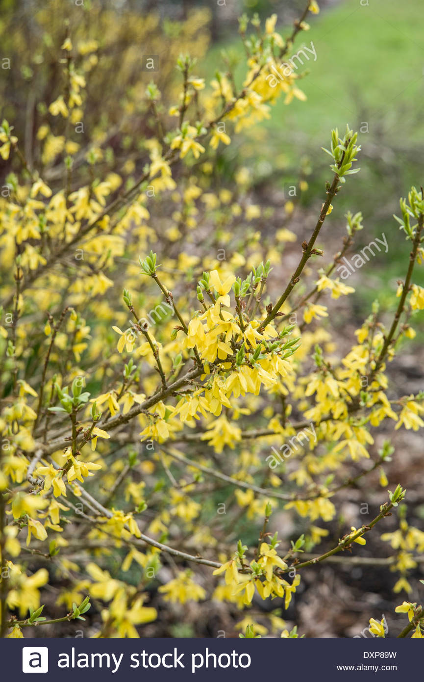 Forsythia 'Courtaneur' [Melee d'Or] Stock Photo, Royalty Free Image